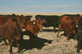 1/4 COW