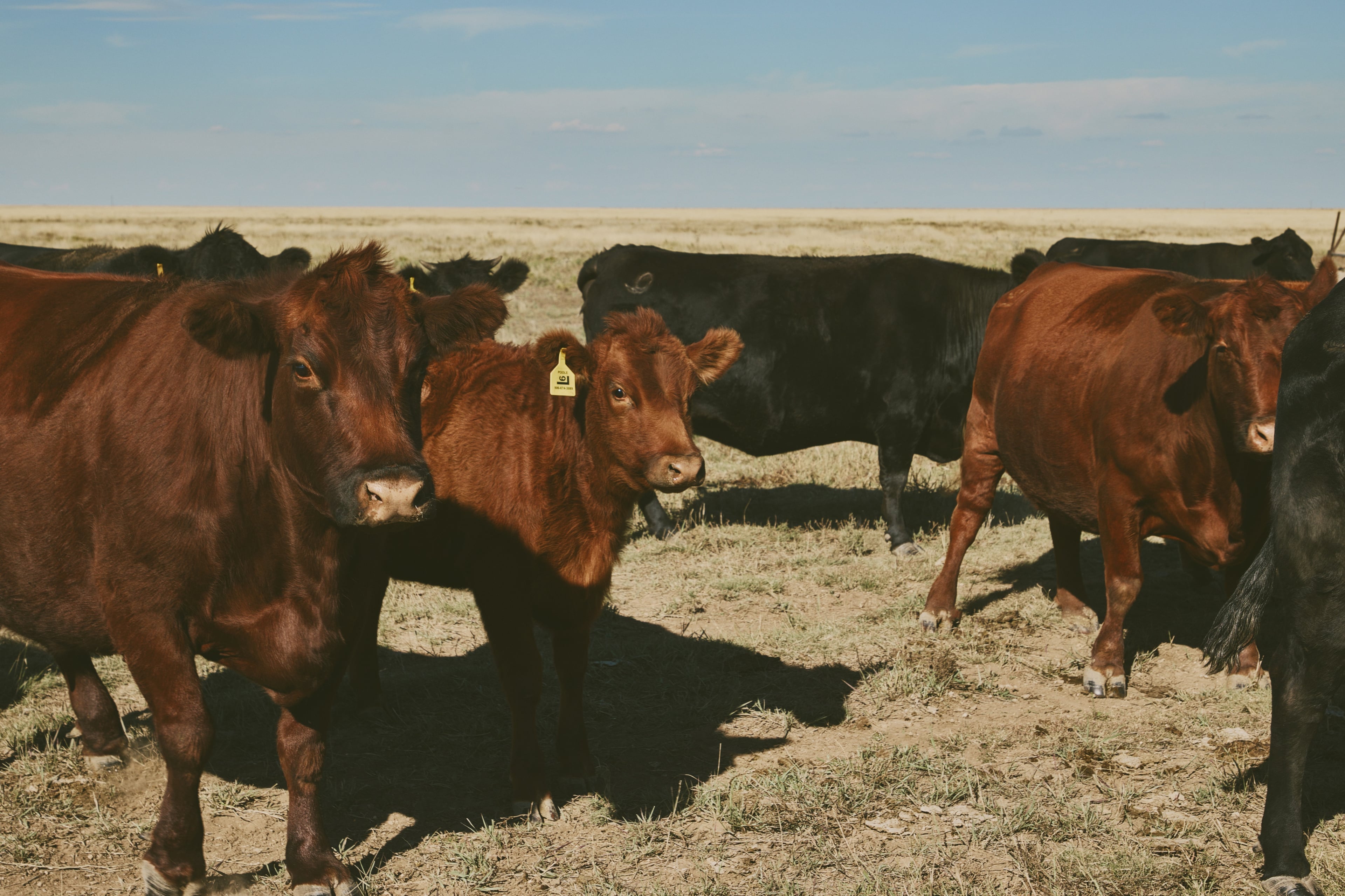 1/4 COW