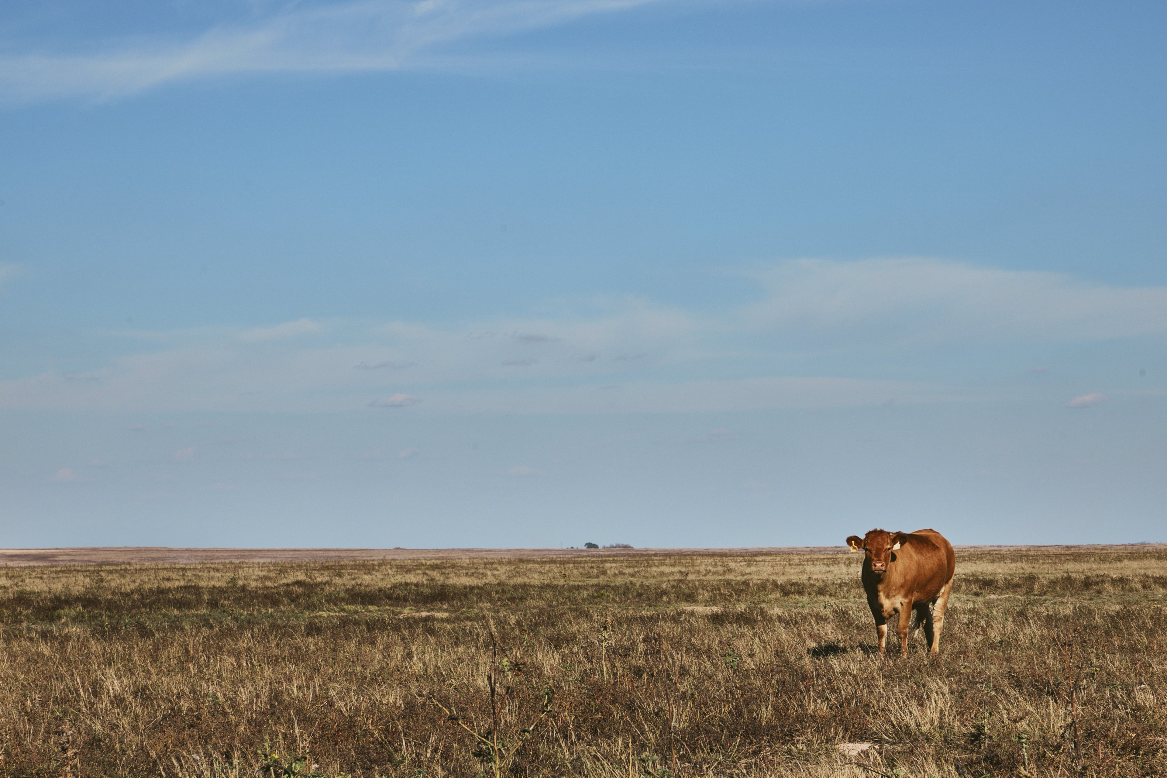 1/8 COW